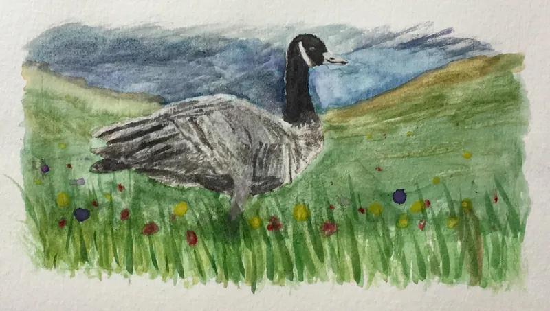 A watercolor of a Canada goose standing in long grass dotted with red, yellow, and purple flowers, with green hills and a blue-gray sky behind it.